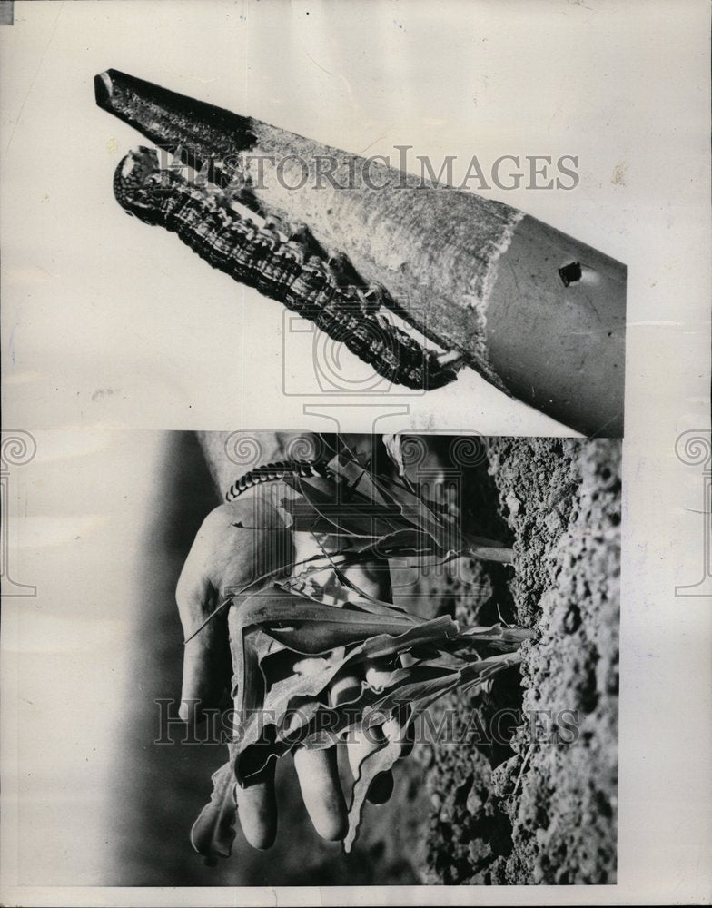 1953 Army Worm Plagued Farmers Grain Dozen - Historic Images