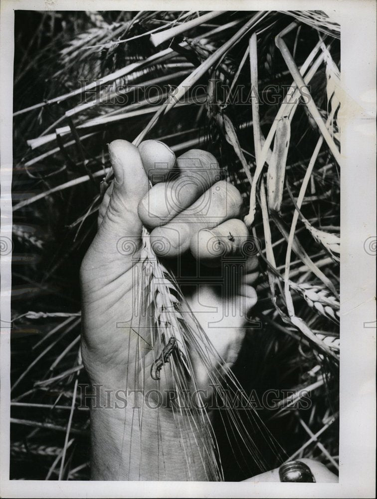 1955 Army worm Grain Fields Midwest - Historic Images