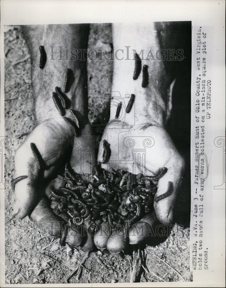 Army Worms Farmer Hurbert Hunt Ohio County - Historic Images