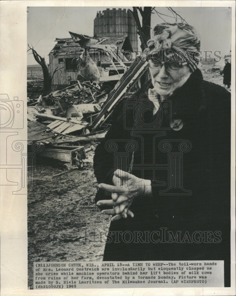 1965 Mrs. Leonard Oestrich milk cow tornado - Historic Images