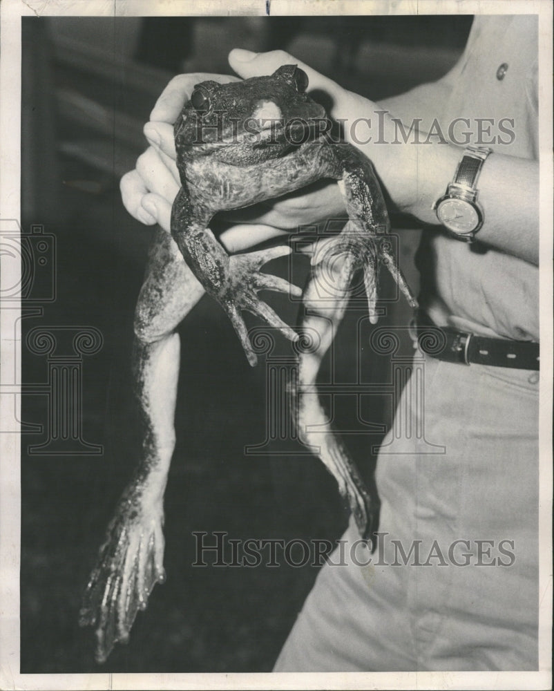 1962 Foot Long Ranaagoliath Frogs At Zoo - Historic Images