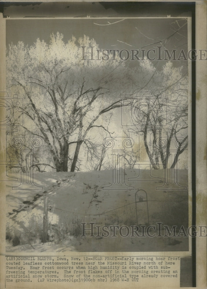 1963 Hoar Forest Cottonwood Tress Missouri - Historic Images