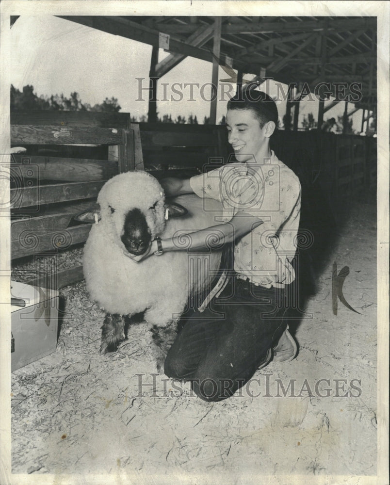 1955 Maurine Murray Champion Sheep Gavilan - Historic Images