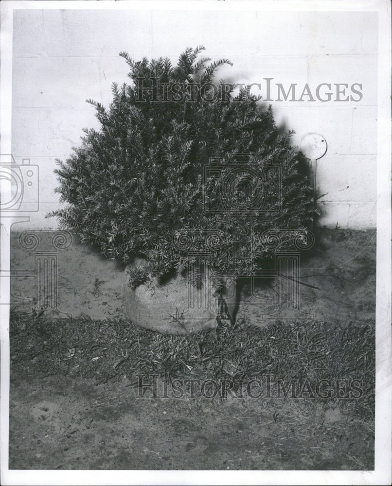 1954 Pyramidal Yew Plant Garden Lawn Texas - Historic Images