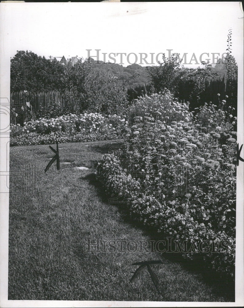 1956 Garden Begonias - Historic Images