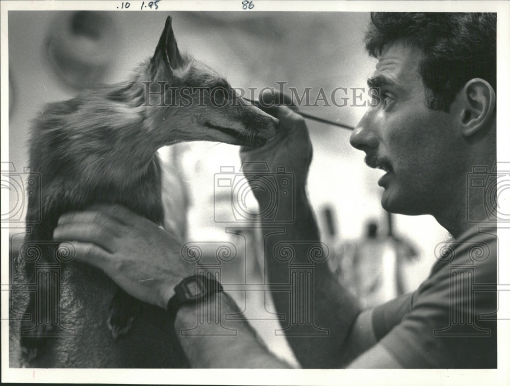 1988 Terry Doyle Taxidermist Red Fox Eyes - Historic Images