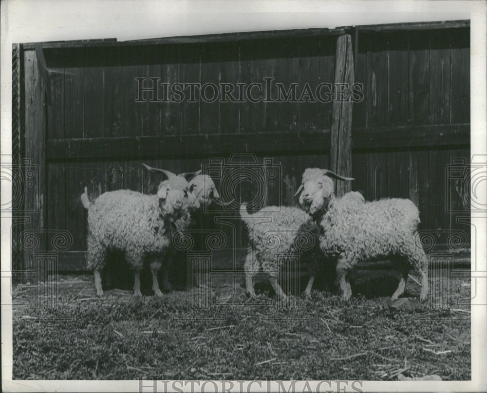 1946 Quartet survivors animals Argonne - Historic Images