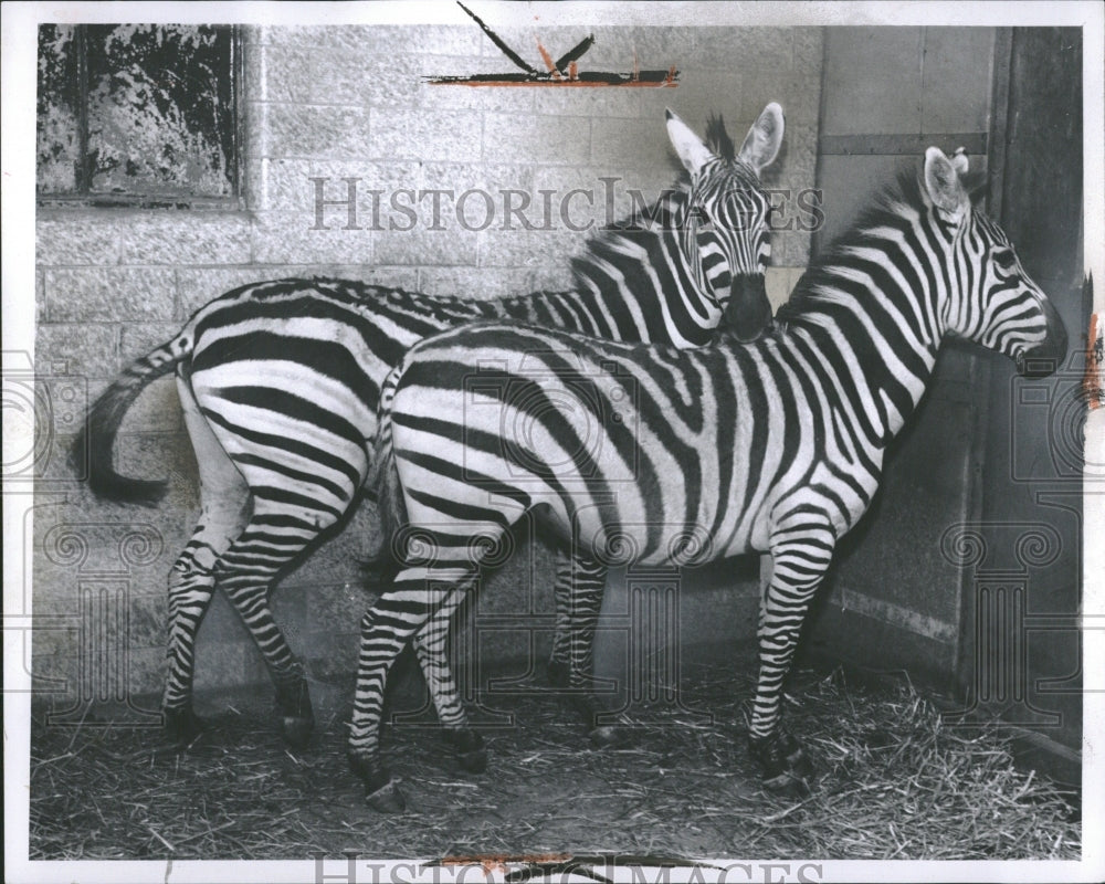 1961 Detroit&#39;s Zoo Grant&#39;s Zebras. - Historic Images