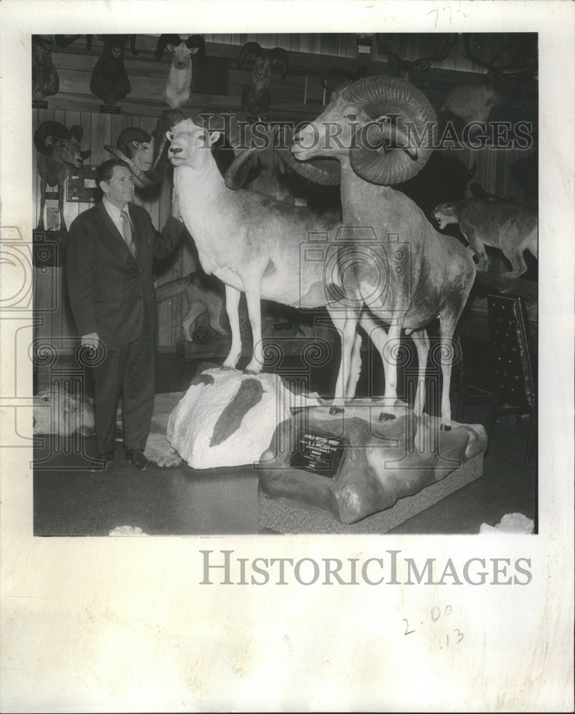 1972 CJ McElroy Hunter Record Sheep - Historic Images