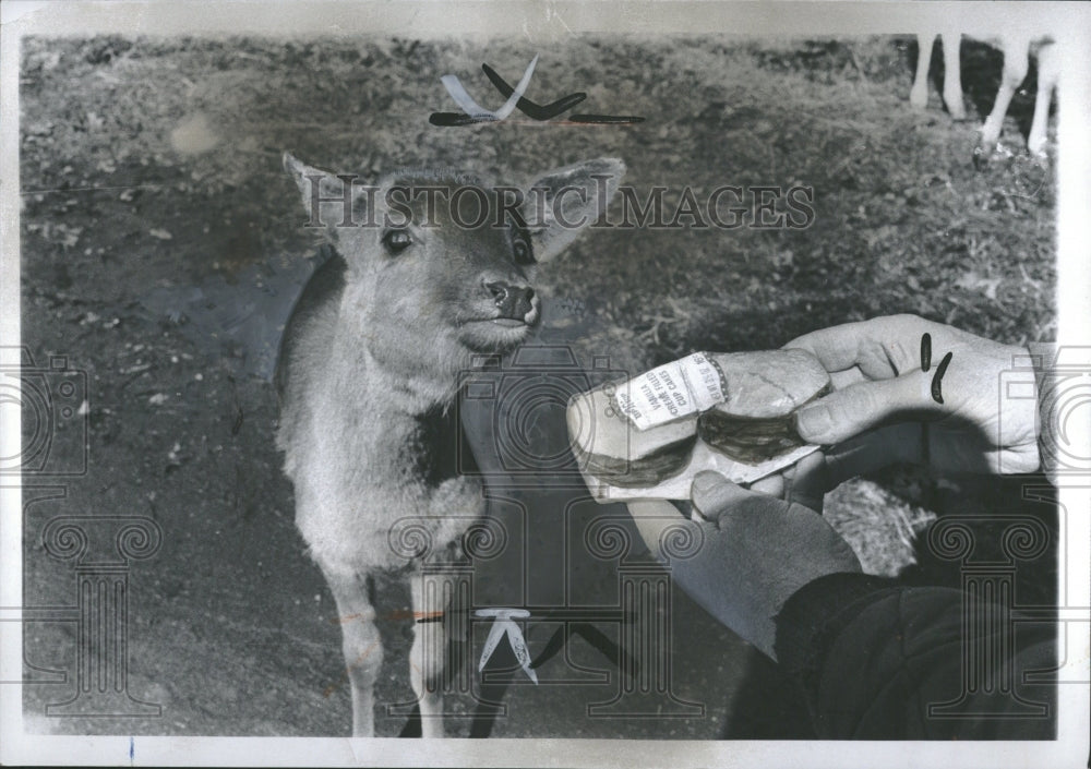 1973 Deer Mammal Family Cervidae - Historic Images