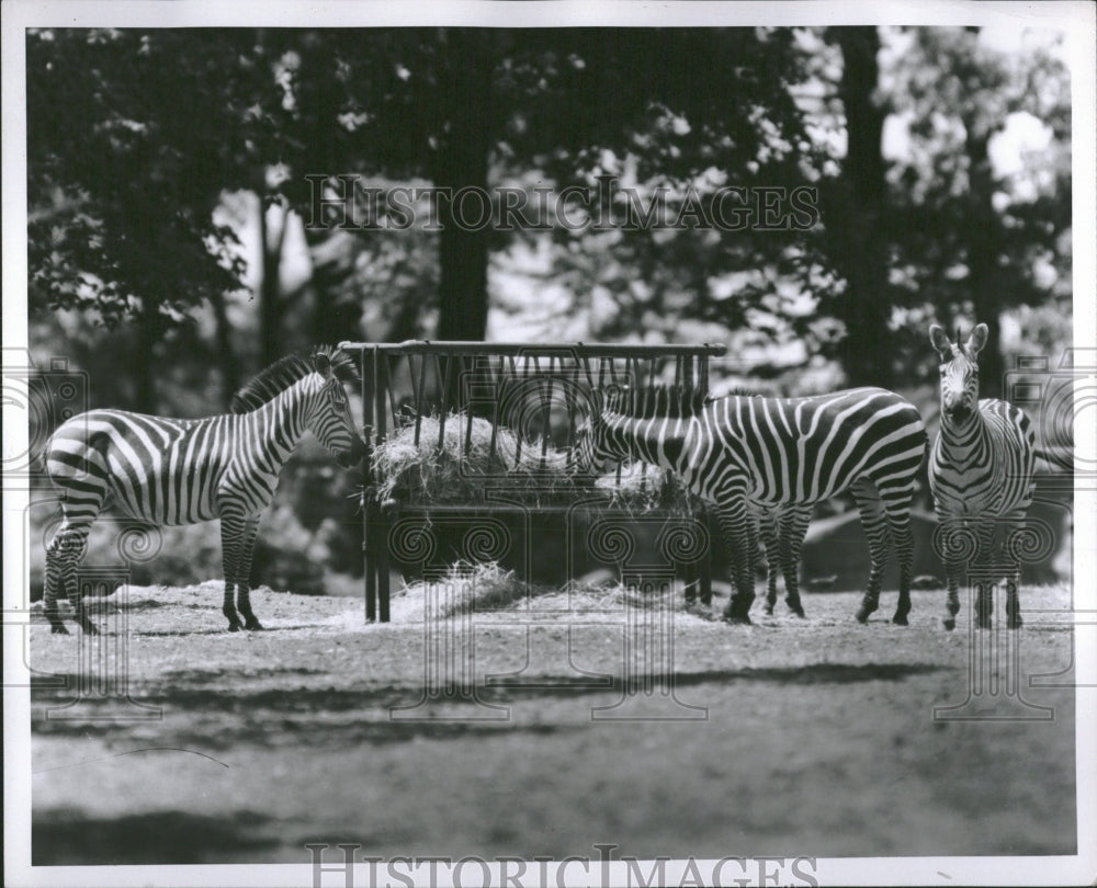 1954 Zebras Detroit Zoo - Historic Images