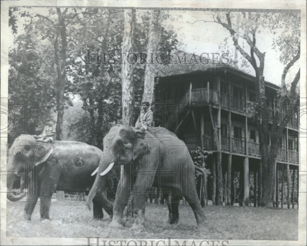 1973 Elephants Tiger Tops Lodge Nepal - Historic Images