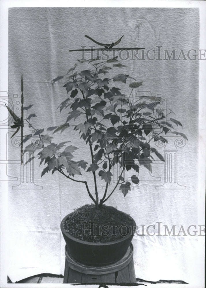 1970 Acer Ginnala Plant Maple Tree Sapling - Historic Images