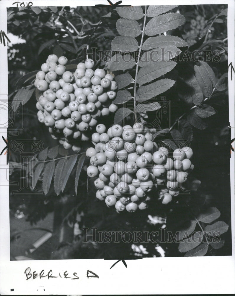 1974 Mountain Ash tree with berries - Historic Images