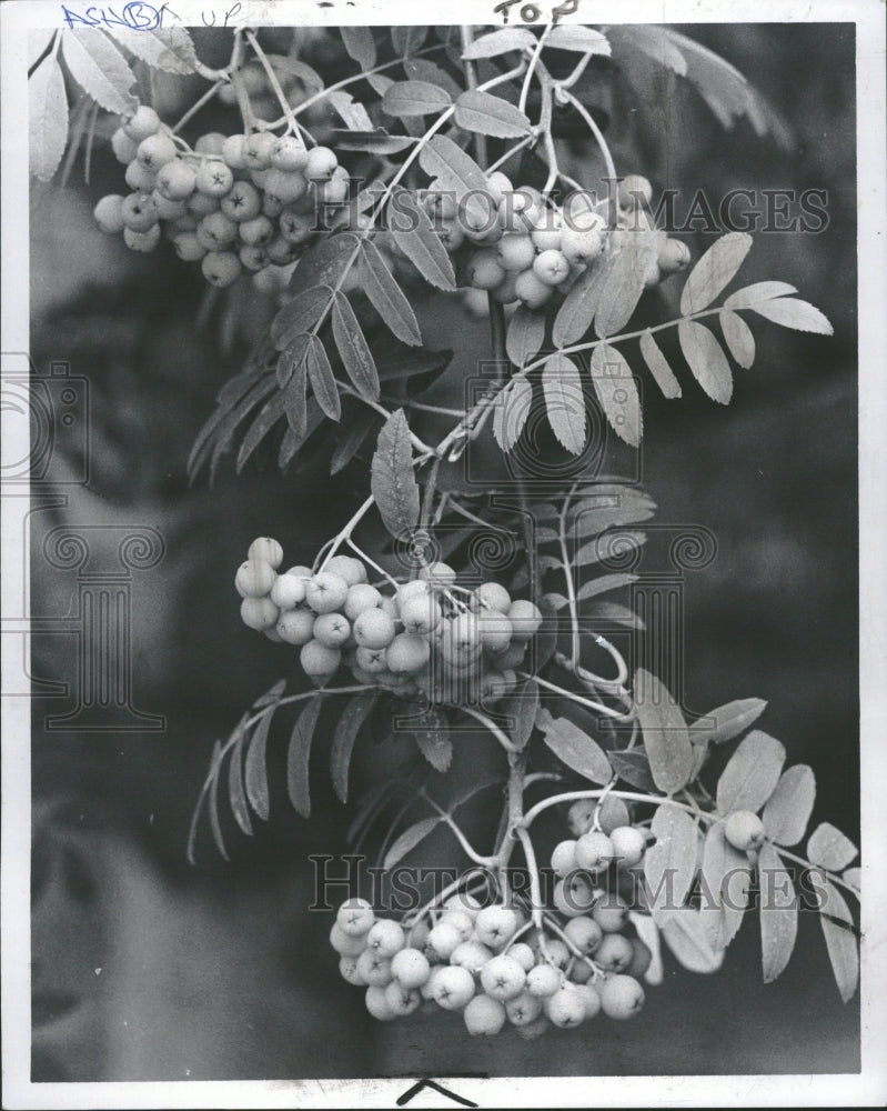 1978 Mountain Ash Tree With Berries - Historic Images