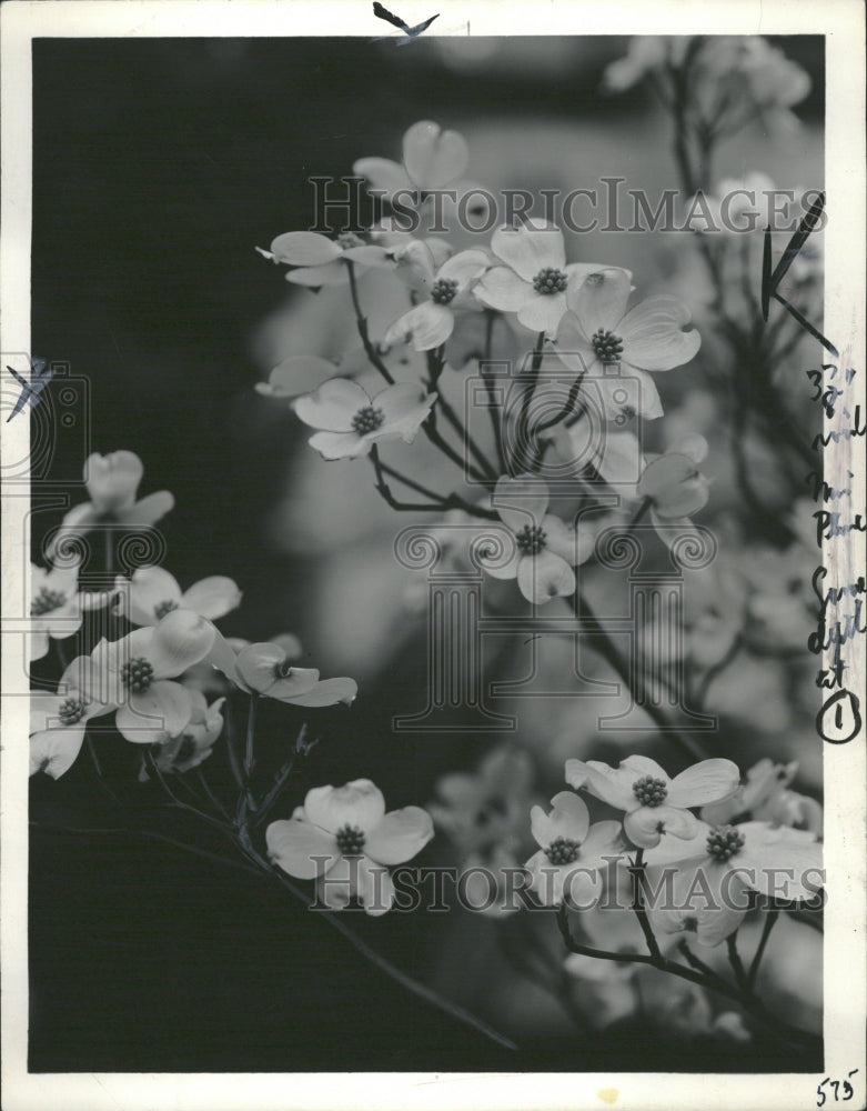 1936 Dogwood Blossoms Flowers - Historic Images