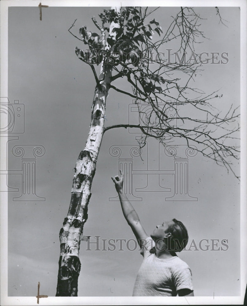 1946 Jack Hale finds dying tree - Historic Images