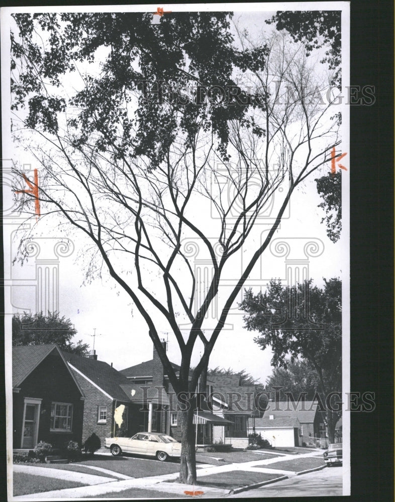 1965 Lake Painte Avenue Tree Salt Lake City - Historic Images