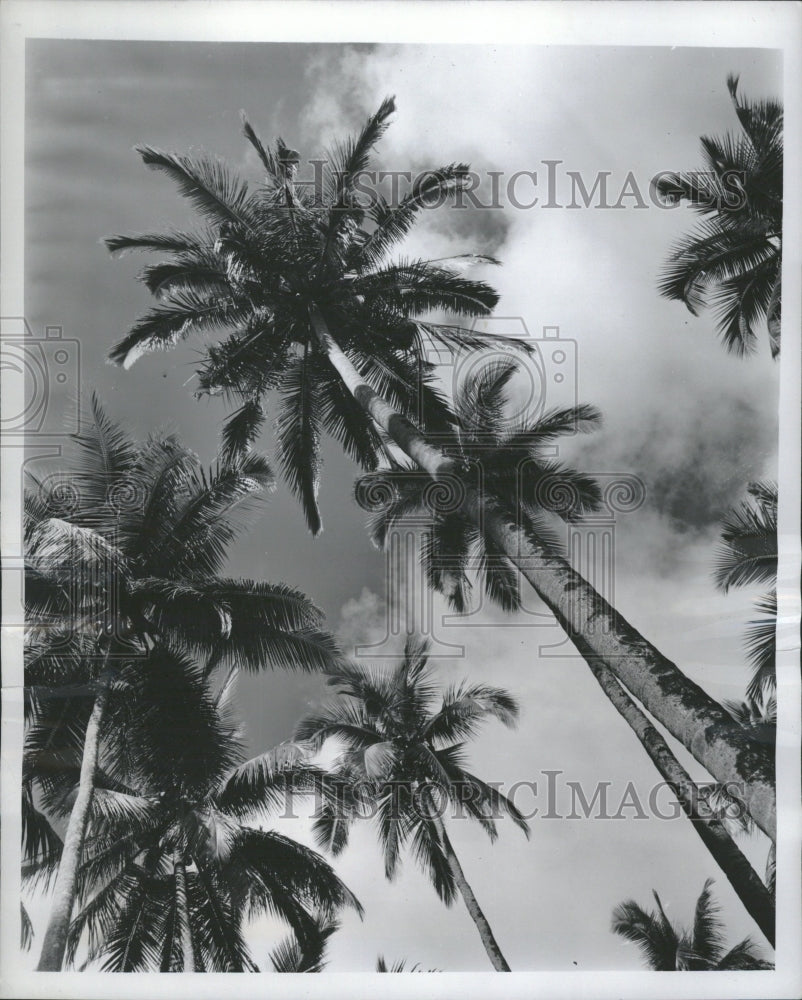 1947 Philippine Republic Coconut Palm Trees - Historic Images