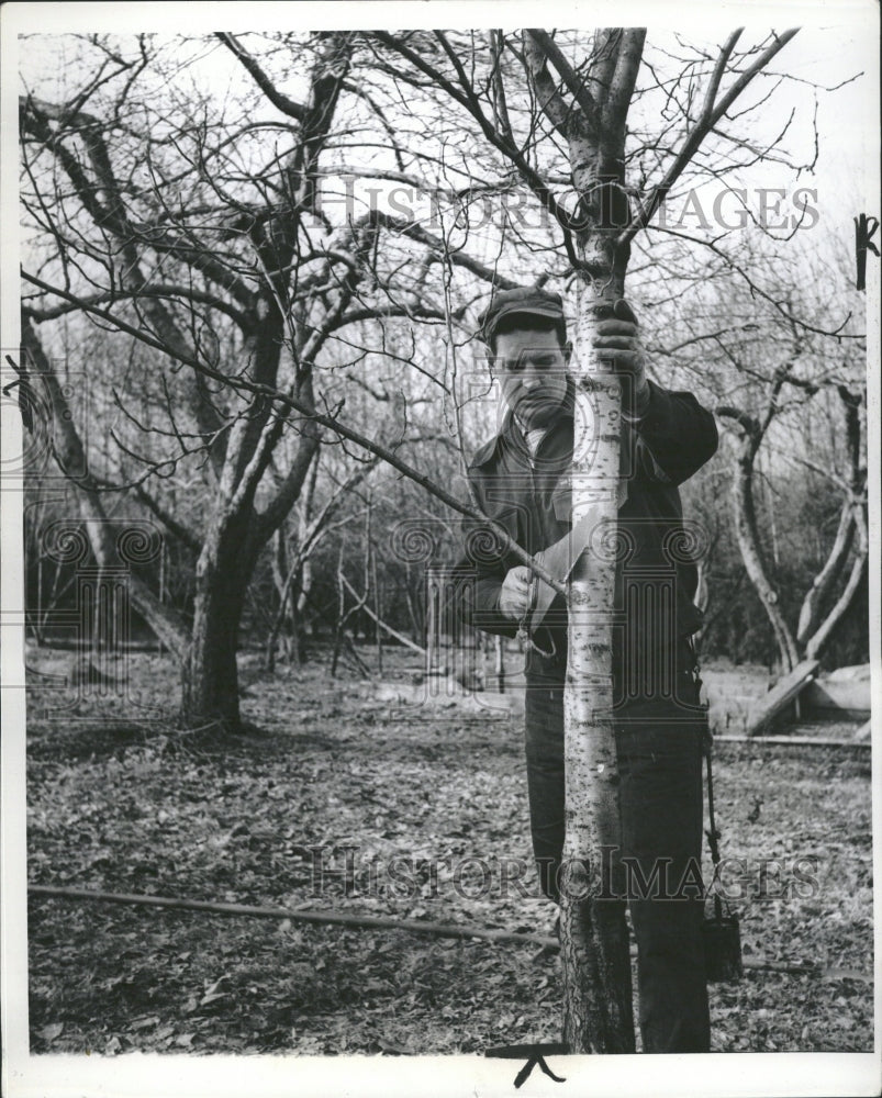 1986 Man Pruning Tree Promotes Growth - Historic Images