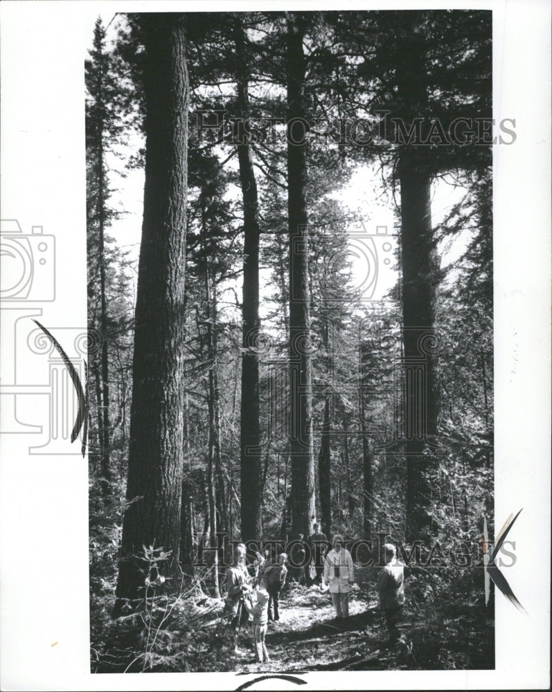 1971 Northern Michigan Estivant Pines Woods - Historic Images