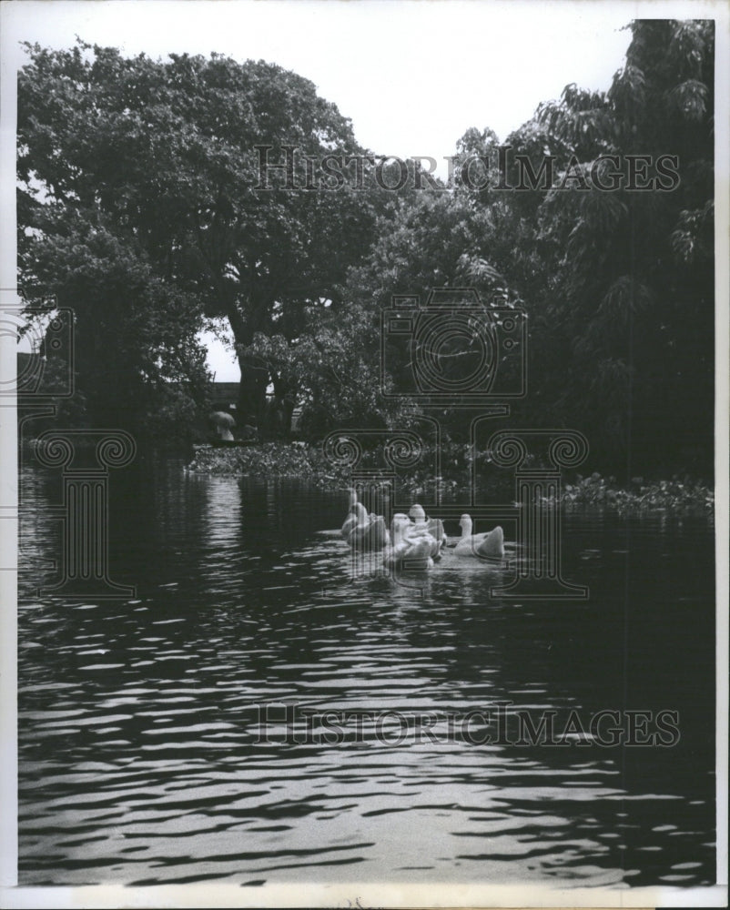 1960 Duck Swim River Peaceful Air People - Historic Images