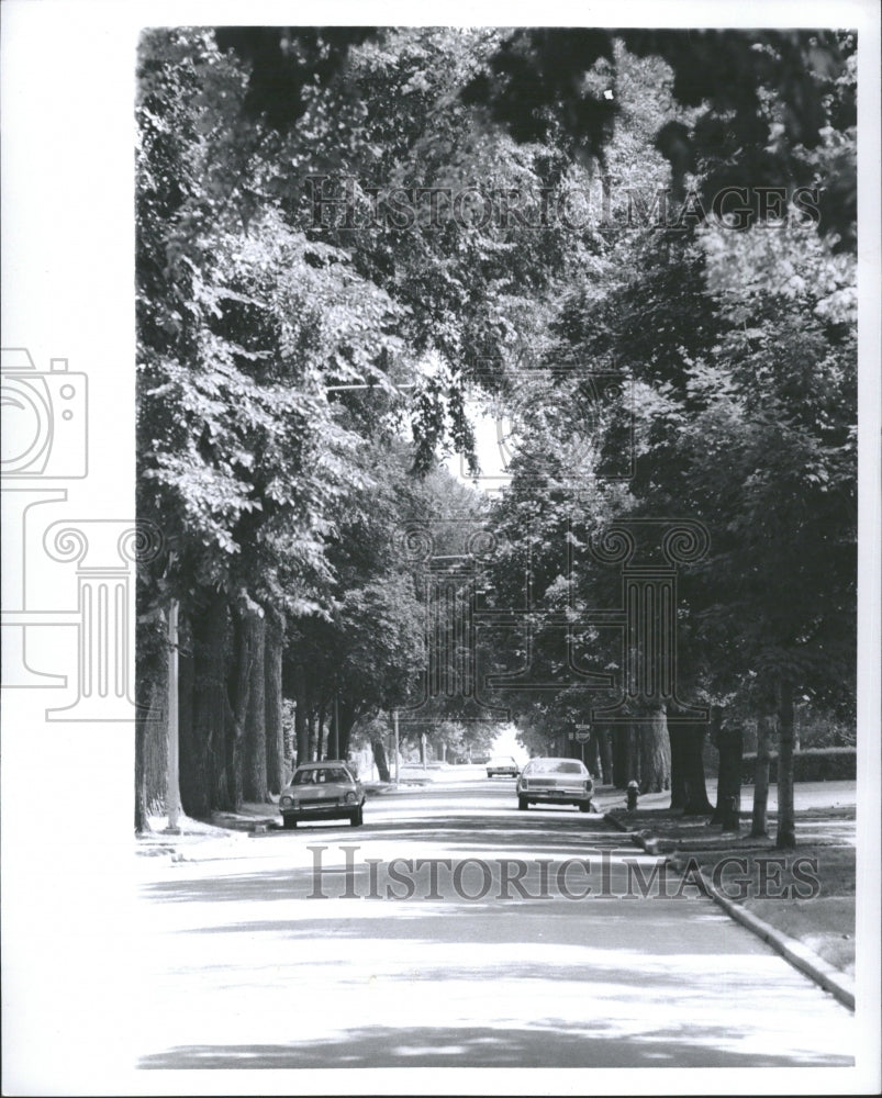 1978  Elm Trees Line Street Providing Shade - Historic Images