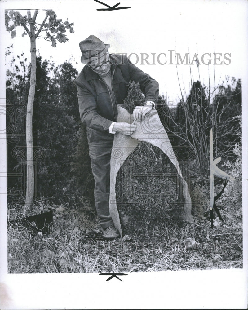 1973 William Michelich Wrapping Evergreens - Historic Images