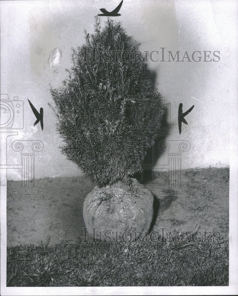 1962 Evergreen Plant Ready For Planting - Historic Images