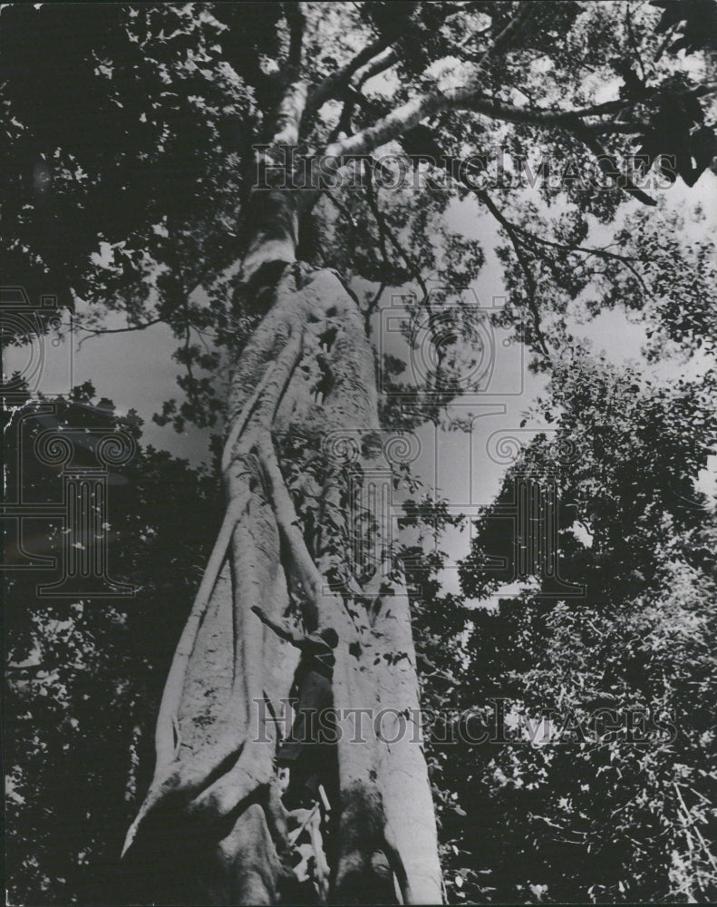 1937 Big Bad Trees Forest Queensland - Historic Images