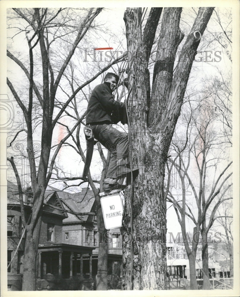 1956 Trimming Tress Michigan United States - Historic Images