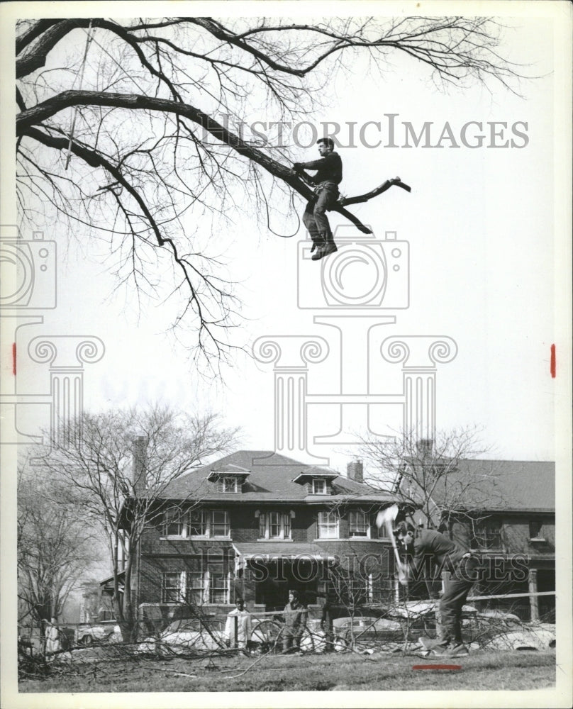 1956 Trees Trimming - Historic Images