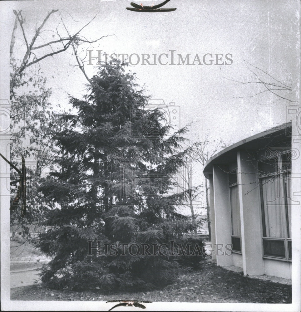 1969 Canadian Hemlock Sun Garden Trees - Historic Images