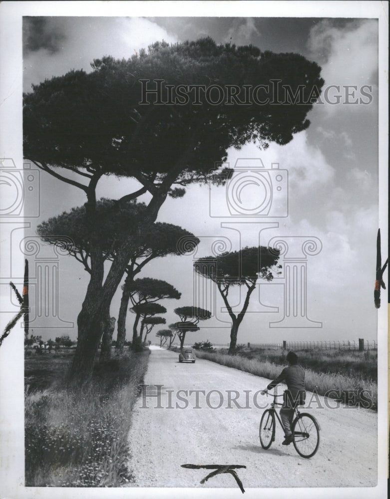 1970 Umbrella Trees Mendous - Historic Images