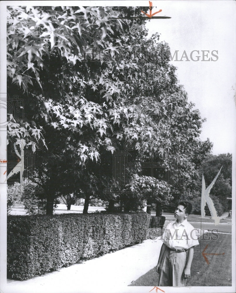 1958 Dick Hapikian With Sweet Gum Tree - Historic Images