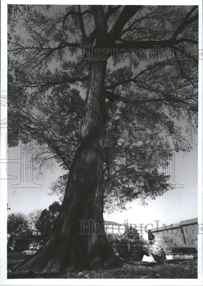 1990 Lunch Woodward Ave Tree Read Weather - Historic Images