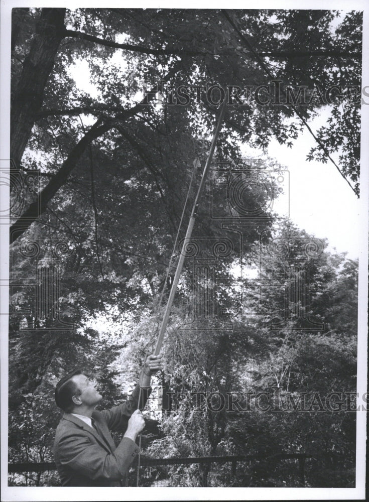 1969 Resealed Trees Cutting - Historic Images