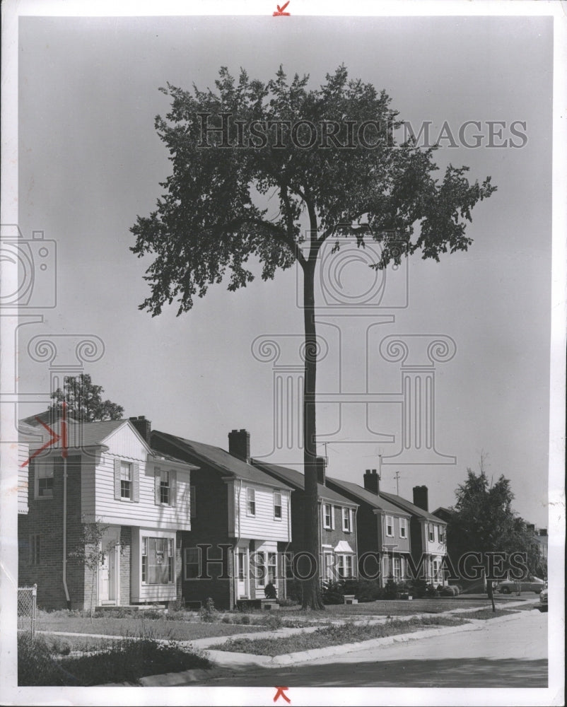 1952 Trees Vaughan Detroit - Historic Images