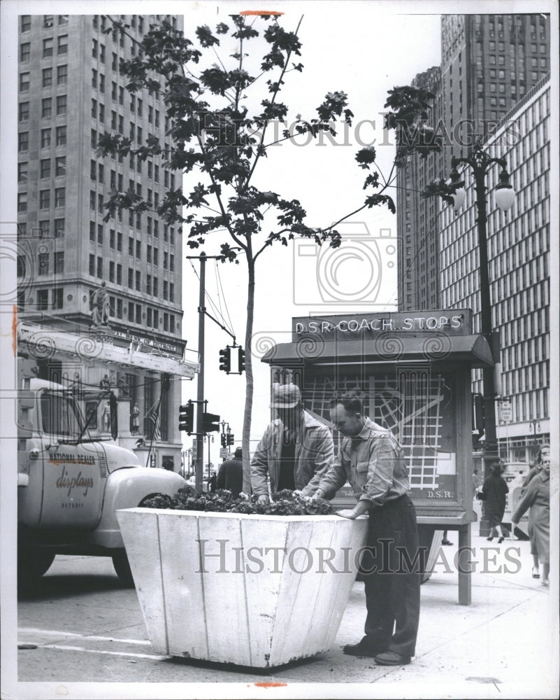 1959 Horace Bell Duane Johns Tree Detroit - Historic Images