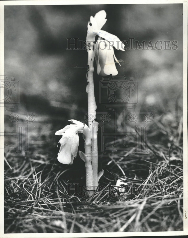 1986 Indian Pipes Plant Growing Ghost Plant - Historic Images