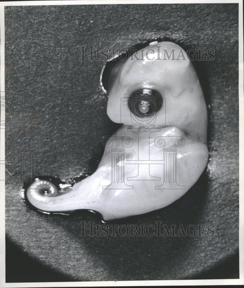 Two Month Old Snapping Turtle Embryo - Historic Images
