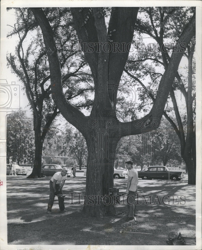 1955 Elm Tree suffering disease - Historic Images