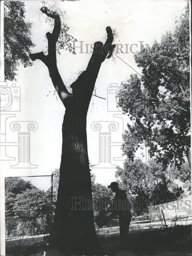 1973 Tree Perennial Woody Plant Elm Loss - Historic Images