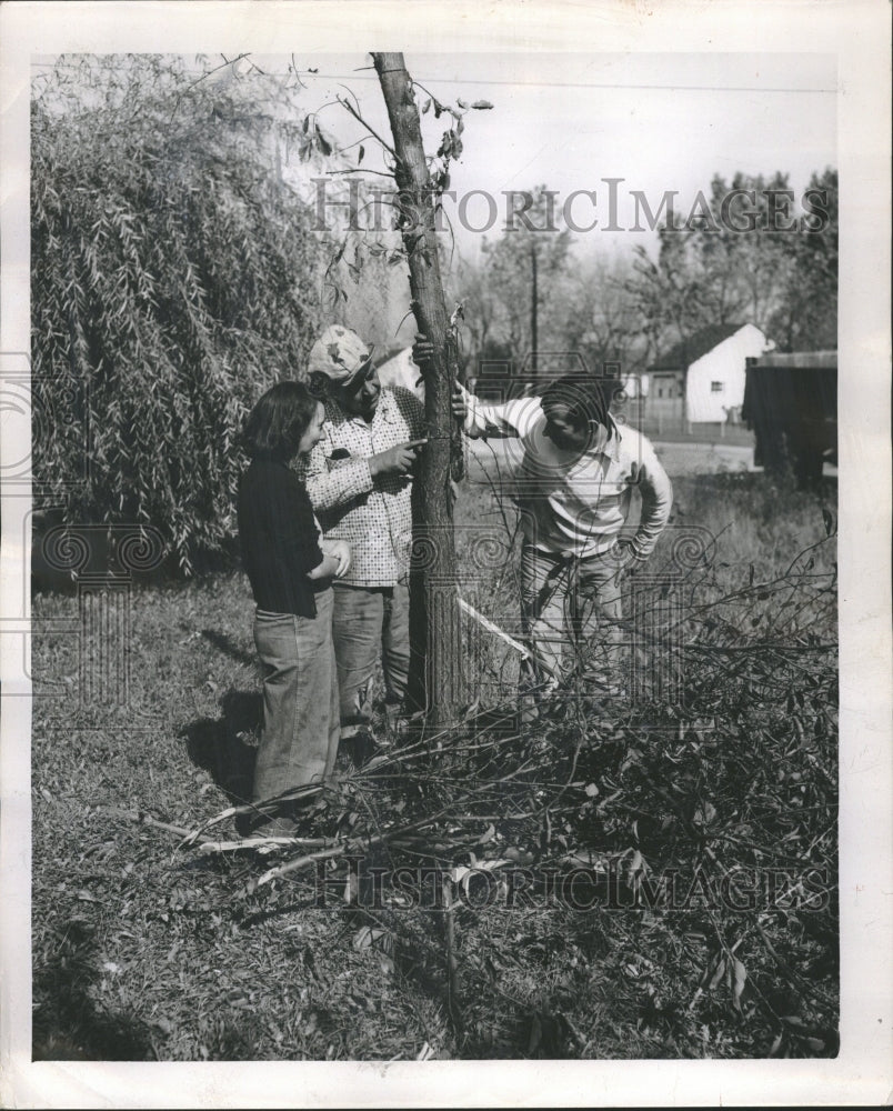 1954 Dutch Elm Disease Cook County tree - Historic Images