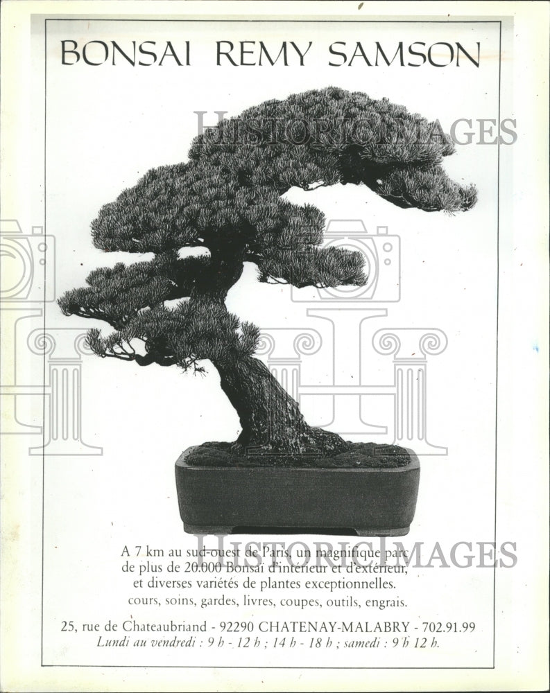 1984 Bonsai Tree Centuries Japan - Historic Images