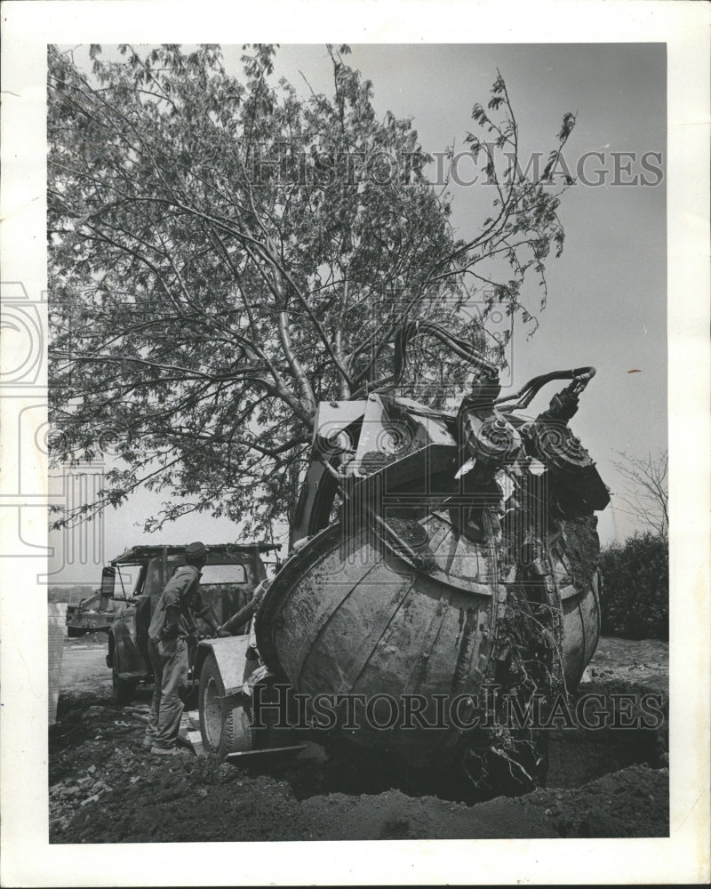 1972 Tree Perennial Woody Tree - Historic Images