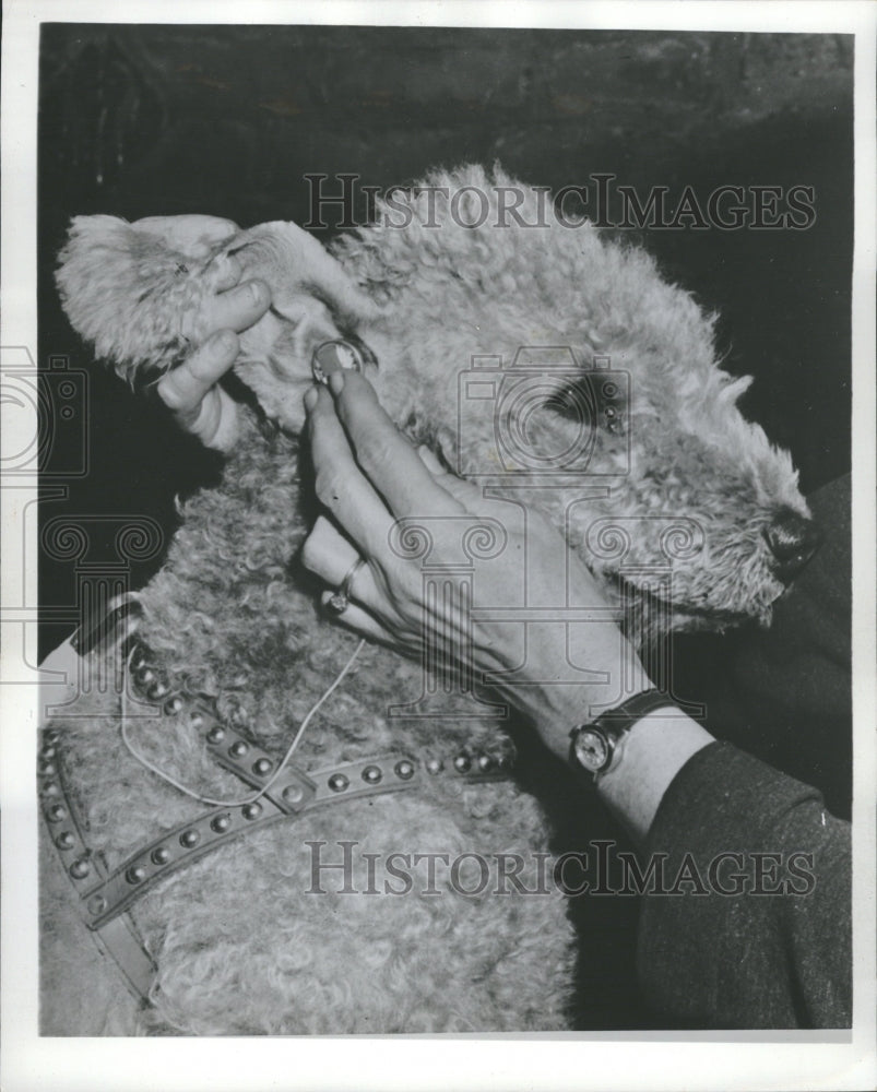 1967 Human Hearing Aid Helps Terrier - Historic Images