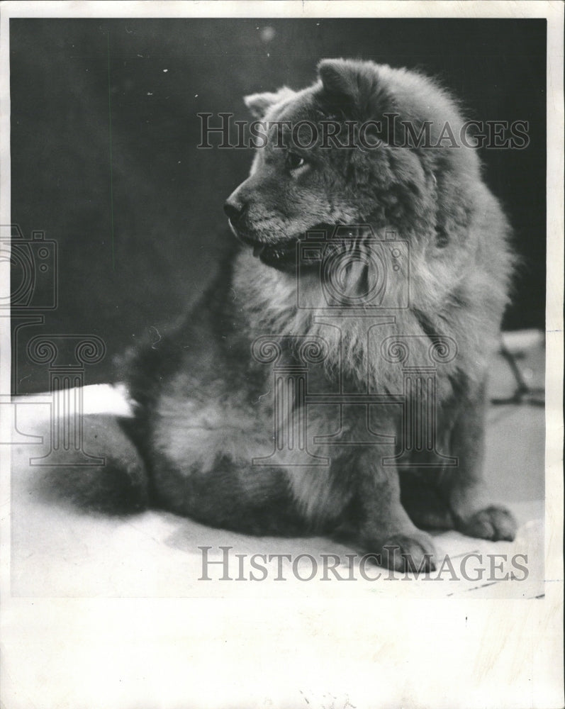 1973 Puppy Profile - Historic Images