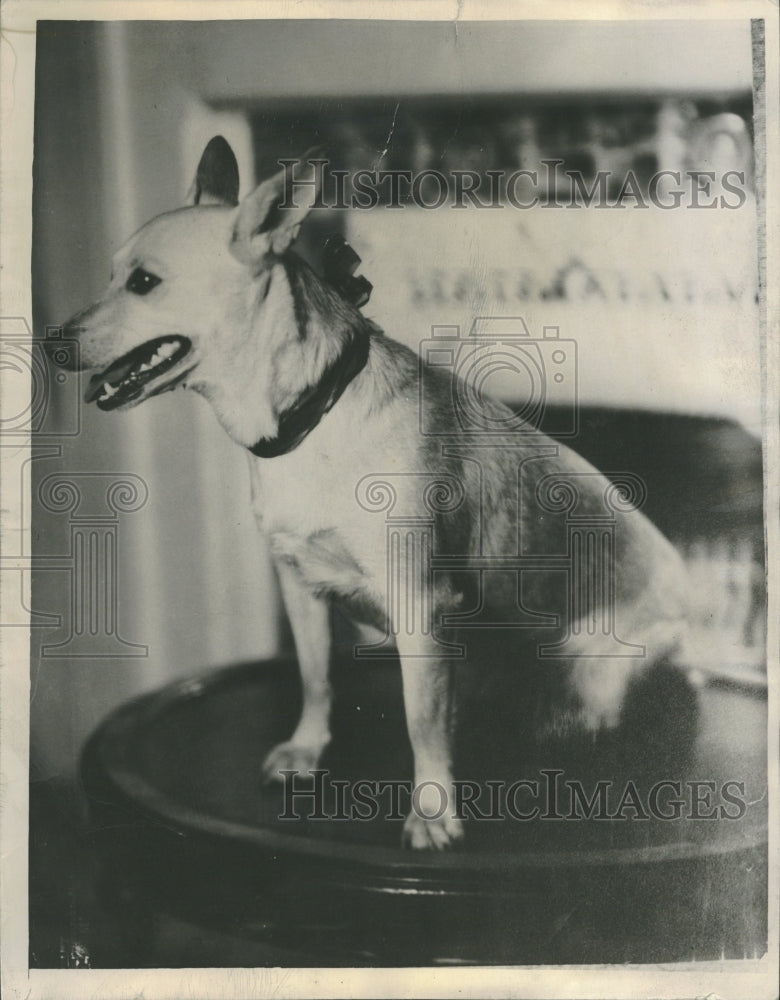 1947 Missing Dog Fox Terrier Texas Halsted - Historic Images