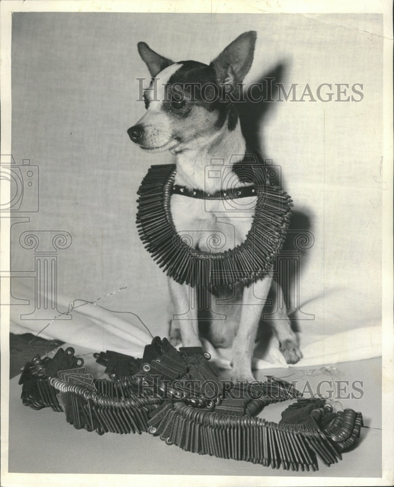 1986 Zippy Fox Terrier Fiber Tabs Necklace - Historic Images
